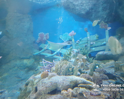 Pattaya Underwater World oceanarium of Thailand tour photo - 83