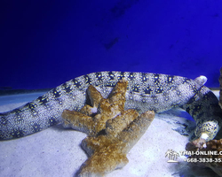 Pattaya Underwater World oceanarium of Thailand tour photo - 59