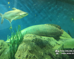 Pattaya Underwater World oceanarium of Thailand tour photo - 93