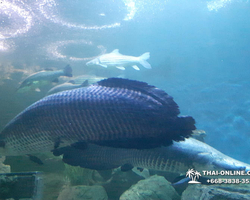 Pattaya Underwater World oceanarium of Thailand tour photo - 116