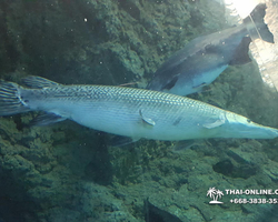 Pattaya Underwater World oceanarium of Thailand tour photo - 102