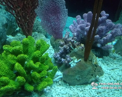 Pattaya Underwater World oceanarium of Thailand tour photo - 50