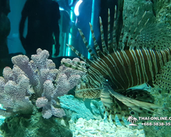 Pattaya Underwater World oceanarium of Thailand tour photo - 26
