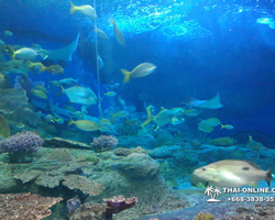 Pattaya Underwater World oceanarium of Thailand tour photo - 58