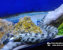 Pattaya Underwater World oceanarium of Thailand tour photo - 43