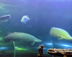 Pattaya Underwater World oceanarium of Thailand tour photo - 111