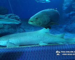 Pattaya Underwater World oceanarium of Thailand tour photo - 64