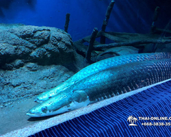 Pattaya Underwater World oceanarium of Thailand tour photo - 13