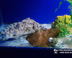 Pattaya Underwater World oceanarium of Thailand tour photo - 100
