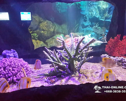 Pattaya Underwater World oceanarium of Thailand tour photo - 38