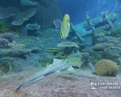 Pattaya Underwater World oceanarium of Thailand tour photo - 78