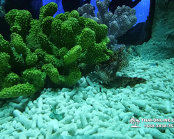 Pattaya Underwater World oceanarium of Thailand tour photo - 30