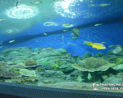 Pattaya Underwater World oceanarium of Thailand tour photo - 25