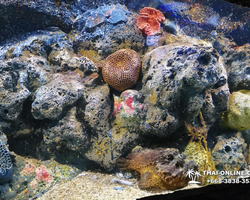 Pattaya Underwater World oceanarium of Thailand tour photo - 2
