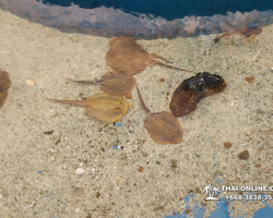 Pattaya Underwater World oceanarium of Thailand tour photo - 51