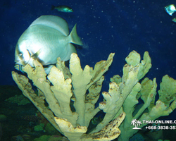 Pattaya Underwater World oceanarium of Thailand tour photo - 81