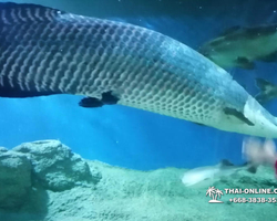Pattaya Underwater World oceanarium of Thailand tour photo - 123