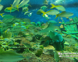 Pattaya Underwater World oceanarium of Thailand tour photo - 12