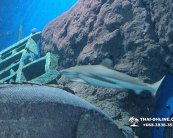 Pattaya Underwater World oceanarium of Thailand tour photo - 33