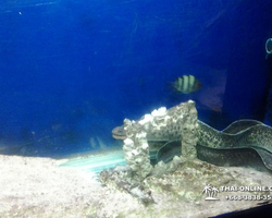 Pattaya Underwater World oceanarium of Thailand tour photo - 122