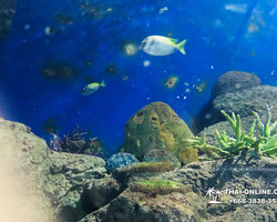 Pattaya Underwater World oceanarium of Thailand tour photo - 55