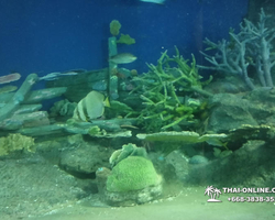Pattaya Underwater World oceanarium of Thailand tour photo - 114