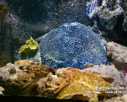 Pattaya Underwater World oceanarium of Thailand tour photo - 16