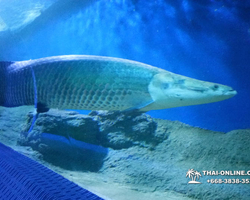 Pattaya Underwater World oceanarium of Thailand tour photo - 98