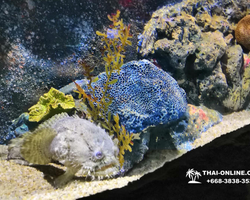 Pattaya Underwater World oceanarium of Thailand tour photo - 10