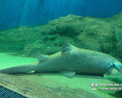 Pattaya Underwater World oceanarium of Thailand tour photo - 71