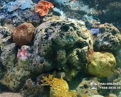 Pattaya Underwater World oceanarium of Thailand tour photo - 15