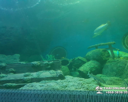 Pattaya Underwater World oceanarium of Thailand tour photo - 118