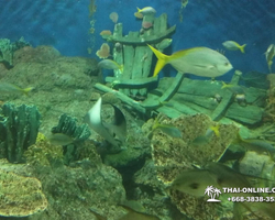 Pattaya Underwater World oceanarium of Thailand tour photo - 88