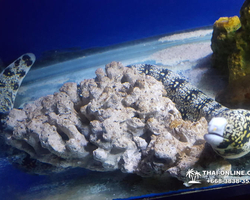 Pattaya Underwater World oceanarium of Thailand tour photo - 65