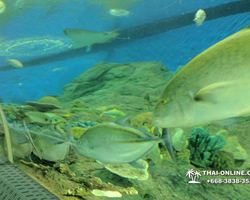 Pattaya Underwater World oceanarium of Thailand tour photo - 89
