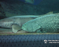 Pattaya Underwater World oceanarium of Thailand tour photo - 74