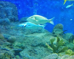 Pattaya Underwater World oceanarium of Thailand tour photo - 46