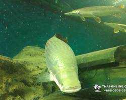 Pattaya Underwater World oceanarium of Thailand tour photo - 110
