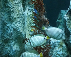 Pattaya Underwater World oceanarium of Thailand tour photo - 40