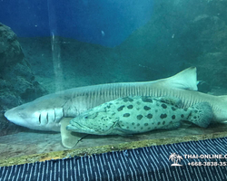 Pattaya Underwater World oceanarium of Thailand tour photo - 69