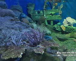 Pattaya Underwater World oceanarium of Thailand tour photo - 47