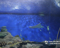 Pattaya Underwater World oceanarium of Thailand tour photo - 57