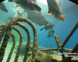 Pattaya Underwater World oceanarium of Thailand tour photo - 84