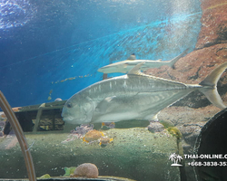 Pattaya Underwater World oceanarium of Thailand tour photo - 48