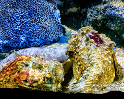 Pattaya Underwater World oceanarium of Thailand tour photo - 1