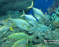 Pattaya Underwater World oceanarium of Thailand tour photo - 34