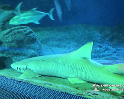 Pattaya Underwater World oceanarium of Thailand tour photo - 61