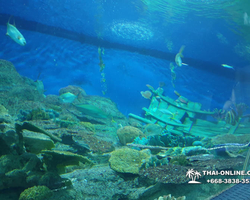 Pattaya Underwater World oceanarium of Thailand tour photo - 73