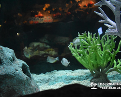 Pattaya Underwater World oceanarium of Thailand tour photo - 85
