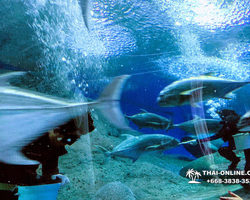 Pattaya Underwater World oceanarium of Thailand tour photo - 6